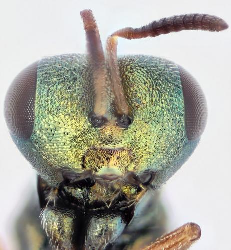 Coelopisthia areolata